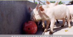 丹麥<em>皇冠</em>豬肉：新型養豬模式引領行業發展