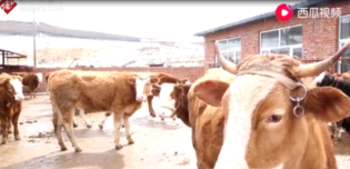 疫情之下的春季動物<em>防疫</em><em>行動</em>，為畜牧業發展保駕護航