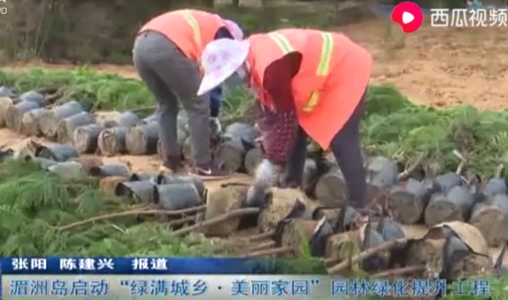 莆田湄洲島啟動“綠滿城鄉(xiāng)美麗家園”園林綠化提升工程