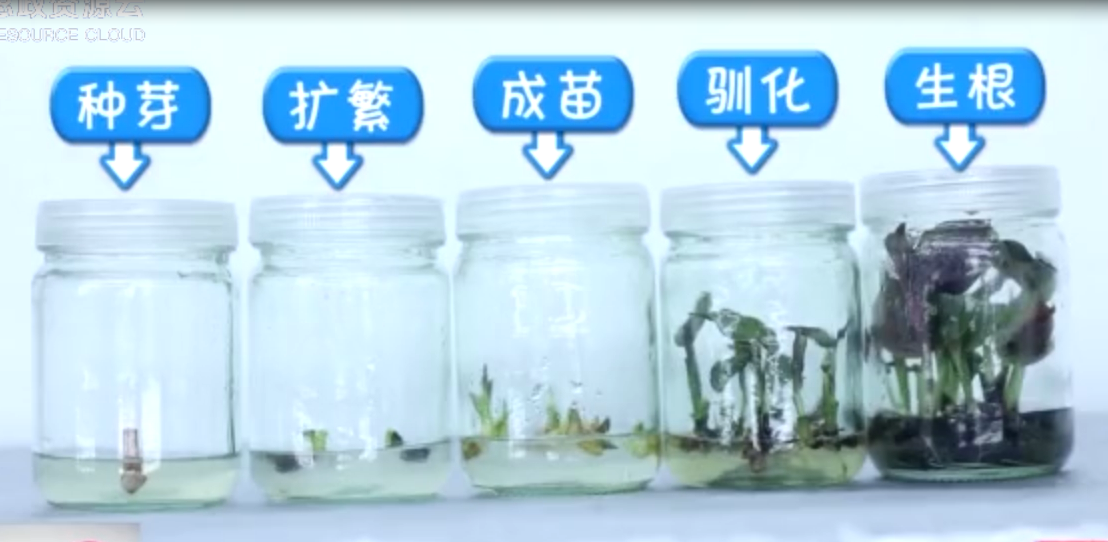 廣州有<em>園林</em>黑科技 一顆種子長出多株植物