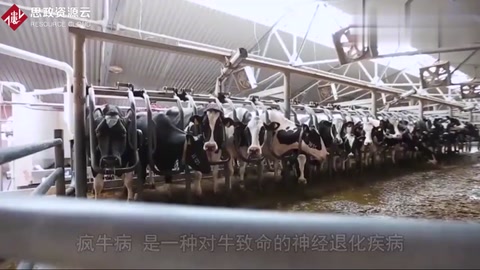 關于人類瘋牛病4個可怕的事實