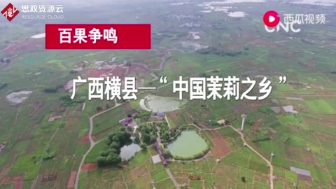 廣西橫縣—“中國茉莉之鄉 ”