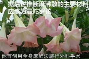 華佗-中醫(yī)外科鼻祖 世界最早麻醉療法使用者