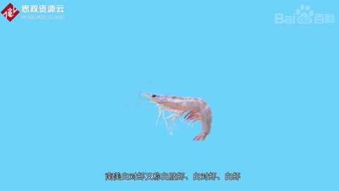 南美白<em>對蝦</em>介紹