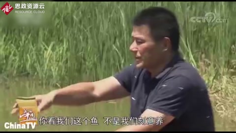 稻魚共生系統(tǒng)，魚和稻共同養(yǎng)殖，自然無公害兩者互利共贏