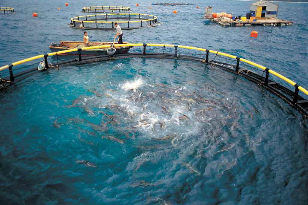 水產類專業：生物餌料培養《蘇武牧羊與古代微藻利用歷史》課程思政案例