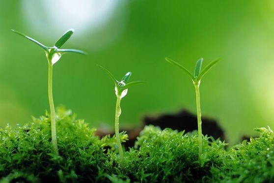 植物保護專業(yè)：普通昆蟲學(昆蟲有益的方面)、昆蟲分類學(鱗翅目蠶蛾科)《“非典”期間完成的家蠶基因組框架圖》<em>課程</em><em>思</em><em>政</em><em>案例</em>