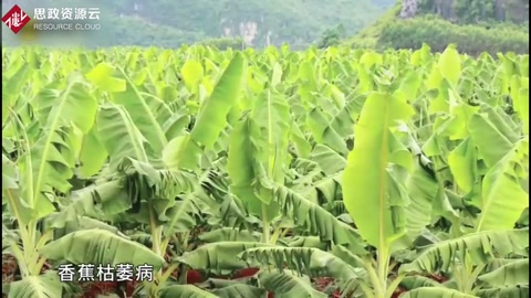 香蕉枯萎病發(fā)病原因及癥狀