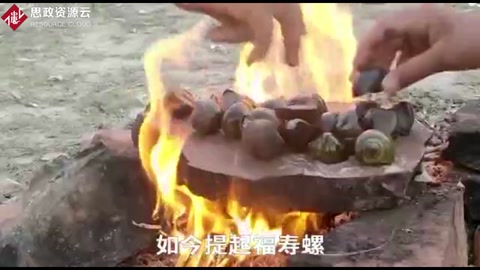 福壽螺入侵40年，吃貨拿它沒辦法！螺肉含有千條寄生蟲！