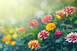 <em>植物保護(hù)</em><em>專(zhuān)業(yè)</em>：<em>植物</em><em>化學(xué)</em><em>保護(hù)</em><em>學(xué)</em>、<em>農(nóng)藥</em><em>殘留</em><em>分析</em>《“管得住”的“神農(nóng)丹”》<em>課程</em><em>思</em><em>政</em><em>案例</em>