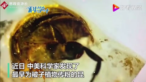 琥珀中一億年前的“采花大盜” 破解“達爾文討厭之謎”