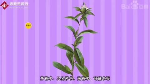 帶你了解茅蒼術(shù)——<em>菊科</em><em>植物</em>