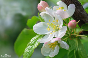 海棠——<em>薔薇科</em><em>植物</em>