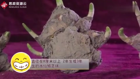 精湛的手藝，老師傅把水仙雕成藝術(shù)品