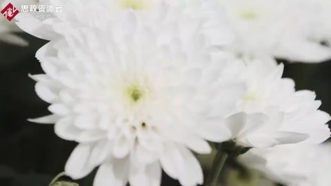 世界上最大型花卉種植基地，世界一半資源都來自于這里！