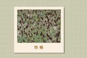 地榆：觀賞價值藥用價值都很高的<em>植物</em>