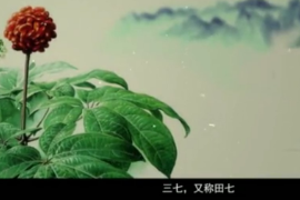 <em>弘揚</em><em>中醫</em>藥<em>文化</em>,傳播<em>中醫</em>藥知識：中華本草-三七