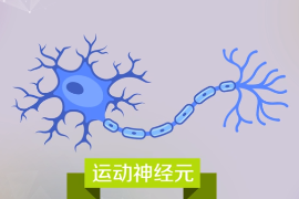 科普中國(guó)·科學(xué)百科：運(yùn)動(dòng)<em>神經(jīng)元</em>