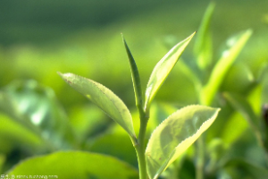 <em>生物科學(xué)</em>、農(nóng)學(xué)、園藝等專業(yè)：《<em>植物</em><em>學(xué)</em>》<em>課程</em><em>思</em>政<em>案例</em>