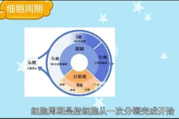 細胞周期
