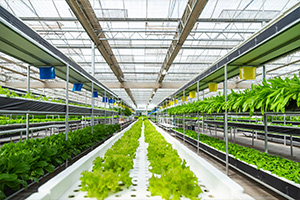 <em>中藥</em><em>資源</em><em>與</em><em>開發</em><em>專業</em>：《<em>藥用植物</em><em>栽培</em><em>學</em>》<em>課程</em><em>思</em>政教學大綱