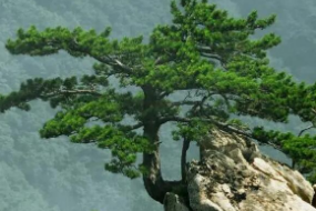 松科松<em>屬</em><em>植物</em>—松