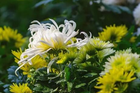 <em>菊科</em>菊<em>屬</em><em>植物</em>—菊花