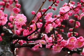 薔薇科李<em>屬</em><em>植物</em>—梅