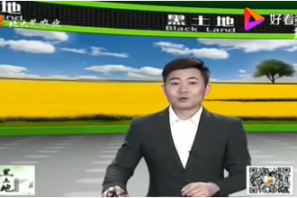 懷孕<em>母豬</em><em>的</em><em>飼養</em>管理