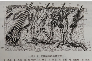 皮膚<em>結構</em>的半<em>模式</em><em>圖</em>