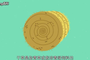 干草：青飼料的<em>加工</em><em>產(chǎn)品</em>