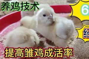 養(yǎng)雞技術(shù)，做好這6點(diǎn)，雞苗幾乎零傷亡