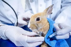 畜牧獸醫專業：《動物藥理—合理處置配伍禁忌，正確開寫醫療處方》課程思政課堂教學設計