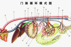 門脈<em>循環</em>模式圖
