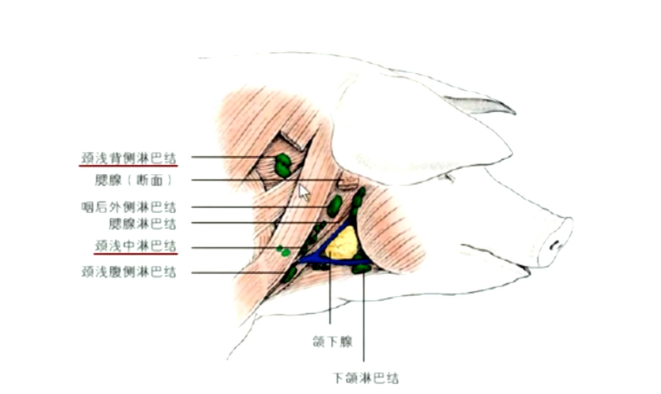 豬<em>體</em>頸部主要<em>淋巴結(jié)</em>