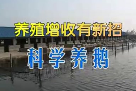 <em>鵝</em><em>的</em>養(yǎng)殖前期準(zhǔn)備