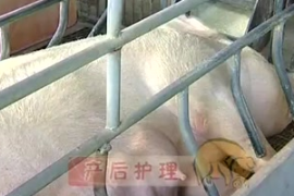 豬<em>的</em>產后管理技術
