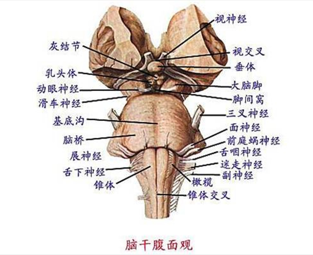 羊腦<em>腦干</em>腹面觀