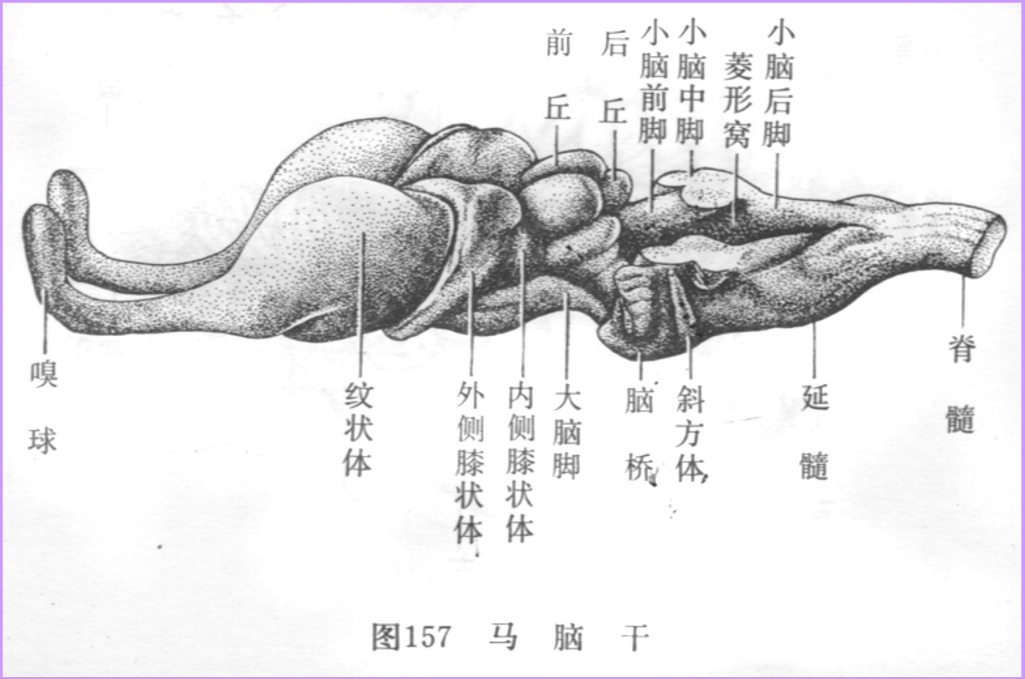 馬腦干