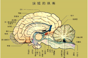 羊<em>腦</em><em>的</em>腦髓<em>的</em>縱斷