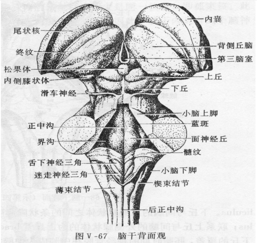 羊腦<em>腦干</em>背面觀