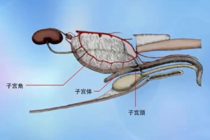 <em>動(dòng)物</em><em>生理</em>—分娩<em>的</em>過程