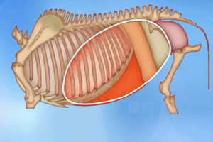 動物生理—腹腔的<em>劃分</em>