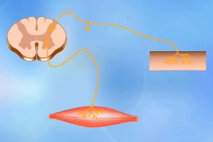 動物生理—<em>神經</em><em>調節</em>