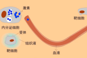 動物生理—<em>體液</em><em>調節</em>