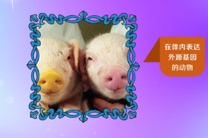 <em>轉基因</em>動物—<em>轉基因</em>工程<em>培育</em><em>的</em>動物
