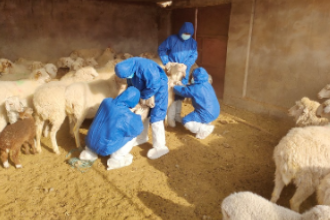 高臺宣化鎮畜牧獸醫工作站開展動物布病防控評估采樣工作（圖1）