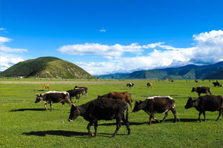 <em>微</em><em>課</em>：<em>畜牧</em><em>獸醫</em><em>專業</em>《科學化母豬生產—難產助產教具仿真》