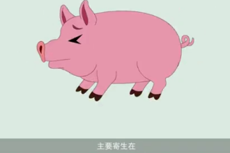 <em>可怕</em><em>的</em>豬囊尾蚴??！