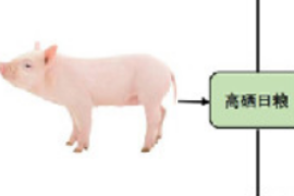 高硒攝入可誘導(dǎo)<em>豬</em>Ⅱ型糖尿<em>病</em>發(fā)生